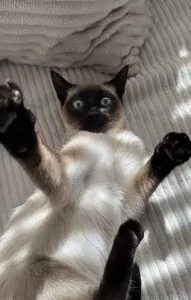 Lieve siamees poes - afbeelding 2