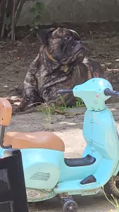 Bull mastiff buddy - afbeelding 2