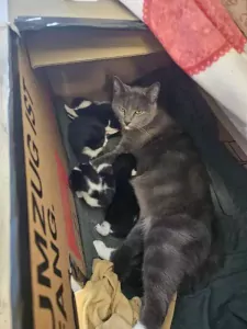 Tuxedo kittens - afbeelding 6