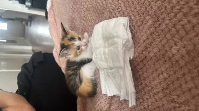 Lieve poes Mia zoekt een nieuw huisje - afbeelding 3