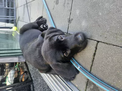 Labrador te koop verkopen Driel Nederland - 5533