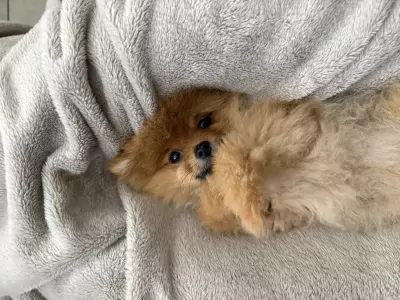 Pomeriaan pup - afbeelding 2