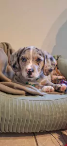 Beagle te koop verkopen Grobbendonk Belgie - 5182