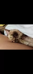 2 lieve Sphynxen - afbeelding 2