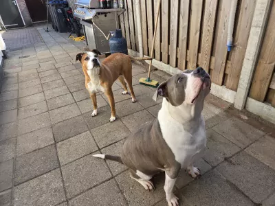 Stafford mix (reu) en bully (teefje) - afbeelding 3