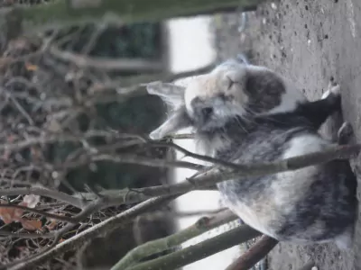 Konijnen te koop verkopen Nijkerk GLD Nederland - 5342