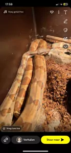Boa imperator - afbeelding 3