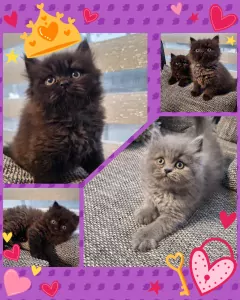 Brits langhaar kitten - afbeelding 2