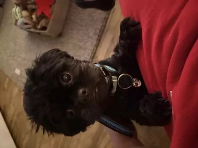 Shih Tzu te koop verkopen Schiedam Nederland - 5412
