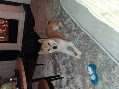 Opzoek naar een lief geduldig baasje - afbeelding 2