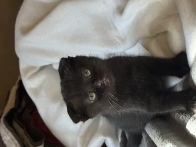 Scottish Fold te koop verkopen Brecht Belgie - 5366