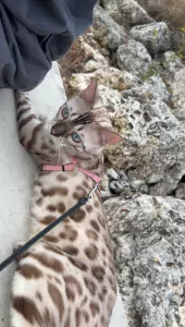 Bengaalse Kat te koop verkopen Amsterdam Nederland - 4879