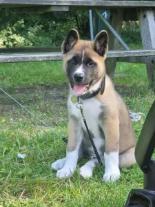 Lieve Amerikaanse akita van 12 weken oud. - afbeelding 2
