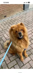 Chow chow reu te koop - afbeelding 3