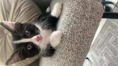 Kittens te koop - afbeelding 7