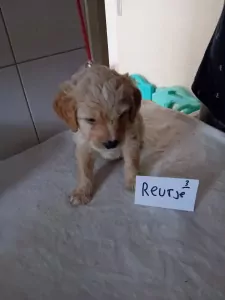 Labrador te koop verkopen sittard Nederland - 5710