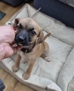 Puppy reu te koop - afbeelding 3