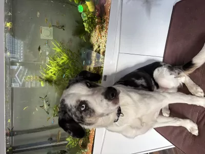 Pup van  9,5 maand - afbeelding 5