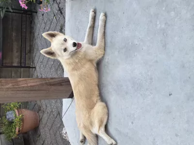 Pomsky te koop - afbeelding 2