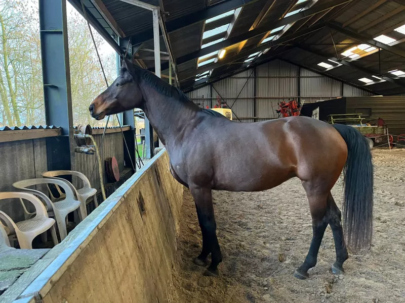 lieve merrie te koop - afbeelding 3