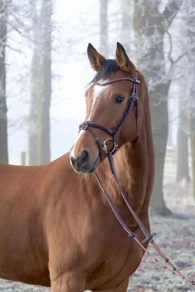 Zazu JB sucht ein neues Zuhause - afbeelding 2