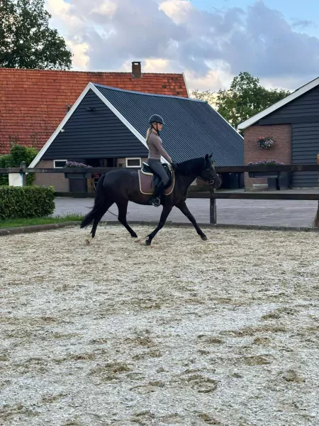 Zeer brave merrie Negra - afbeelding 2