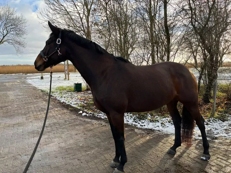 lieve merrie te koop - afbeelding 6