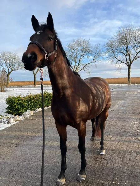 lieve merrie te koop - afbeelding 4