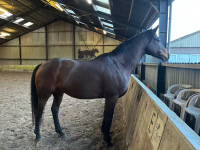 lieve merrie te koop - afbeelding 2