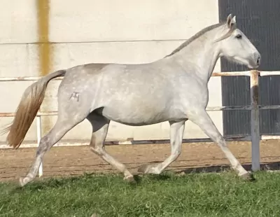 AZUCAR XVIII - afbeelding 2