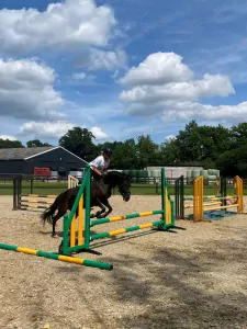 Andalusiër of PRE te koop verkopen Enschede Nederland - 31