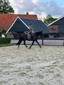 Zeer brave merrie Negra - afbeelding 2