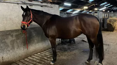 lieve merrie te koop - afbeelding 5