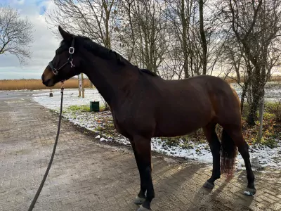 lieve merrie te koop - afbeelding 6