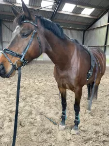 Warmbloed te koop verkopen Ossenzijl Nederland - 32