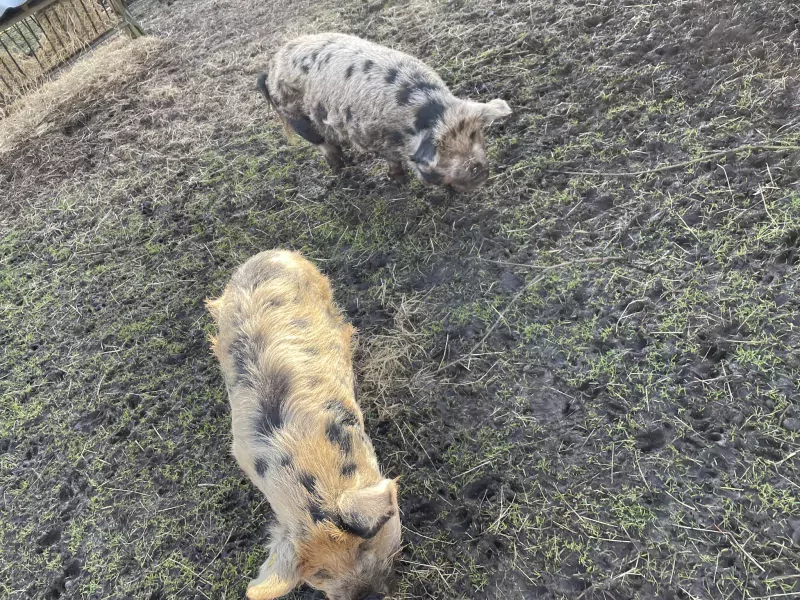 Te koop 2 Kunekune stamboek gelten - afbeelding 3