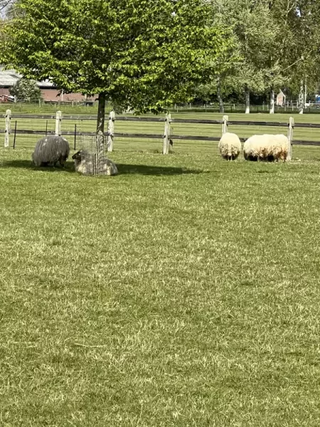 Te koop Drentse heide schapen - afbeelding 3