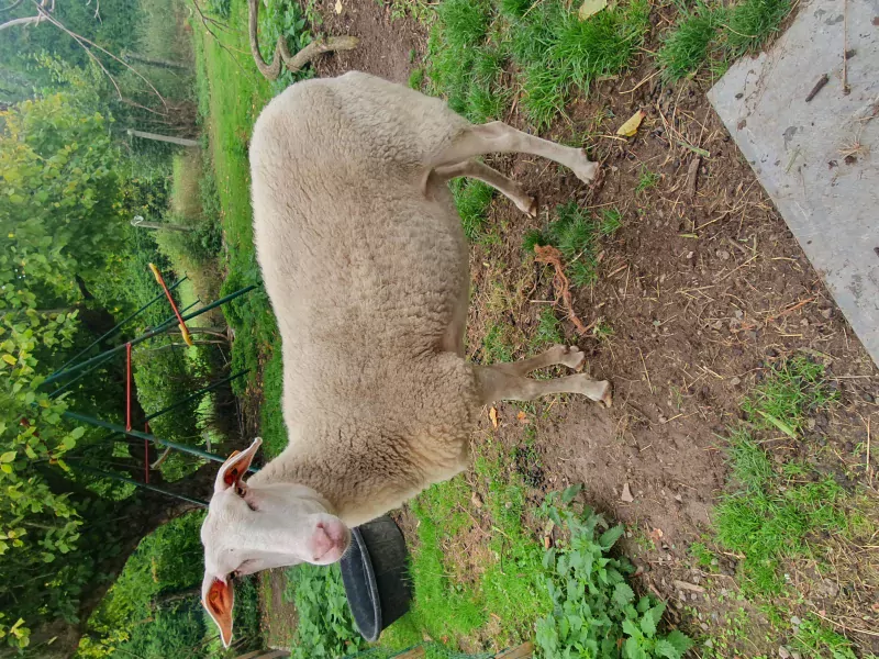 2 Belgische melkschaap ooien (1 jaar) - afbeelding 4