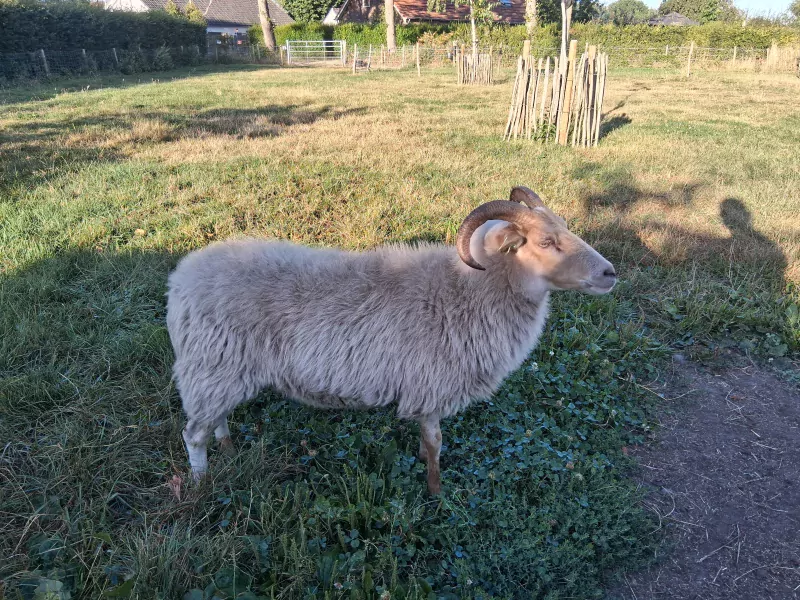Te koop,twee mooie Drentse Heideschapen - afbeelding 2