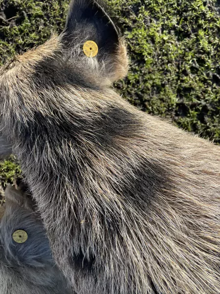 Te koop 2 Kunekune stamboek gelten - afbeelding 6
