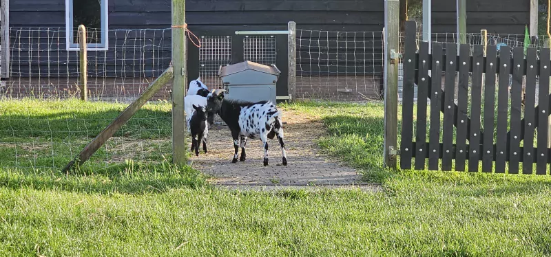 Koppeltje tamme dwerggeiten aangeboden - afbeelding 6