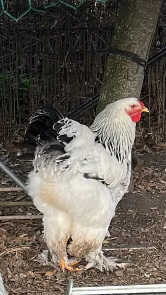 bragma hanan - afbeelding 3