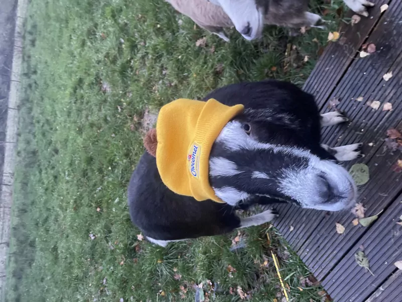 2 lieve tamme geiten van 3 jaar oud - afbeelding 4