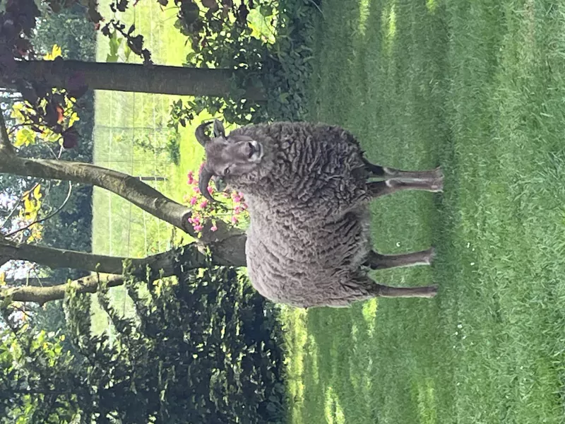 Castle milk schaap - afbeelding 3
