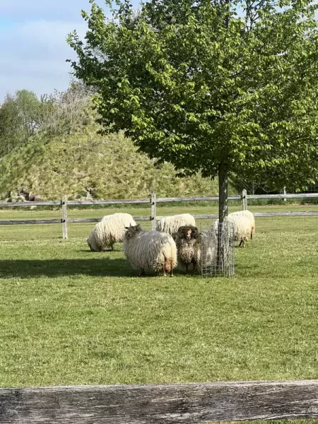 Te koop Drentse heide schapen - afbeelding 2