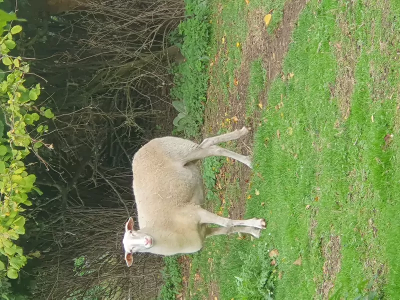 2 Belgische melkschaap ooien (1 jaar) - afbeelding 2