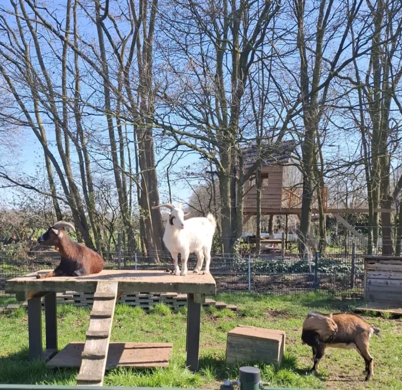 Geitenbokjes gecastreerd 3x gratis - afbeelding 4