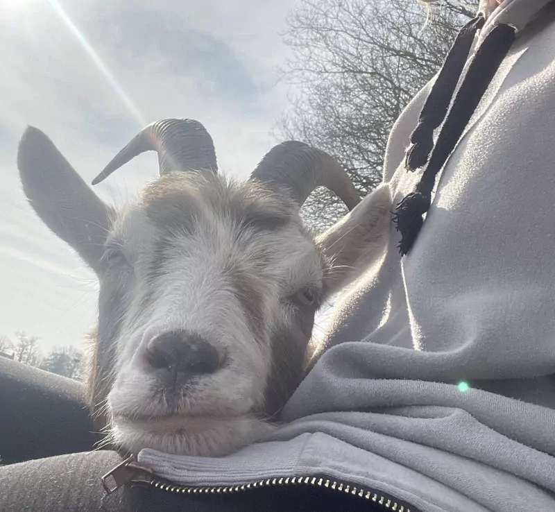 2 lieve tamme geiten van 3 jaar oud - afbeelding 2