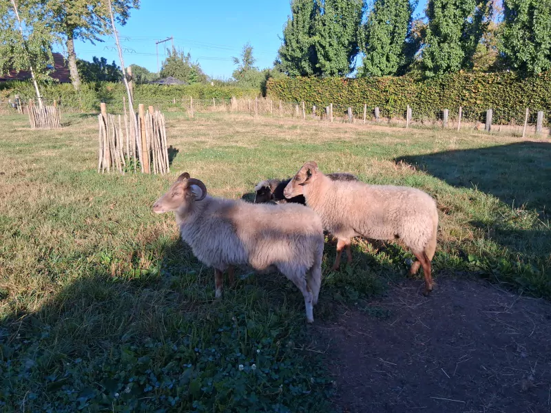 Te koop,twee mooie Drentse Heideschapen - afbeelding 3