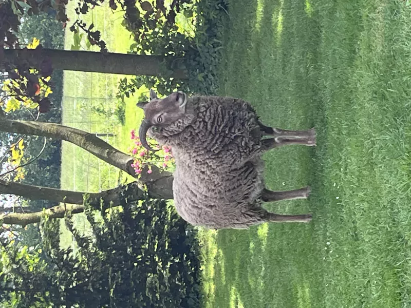 Castle milk schaap - afbeelding 2